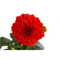 Zwergdahlie, Verschiedene Farben 25 Zwergdahlie, Verschiedene Farben -Angebote Biohort Store 8822397 WE DE 001 ZwergdahlienT13