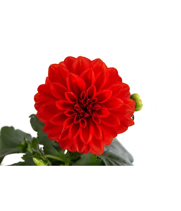 Zwergdahlie, Verschiedene Farben 14 Zwergdahlie, Verschiedene Farben – Bild 12