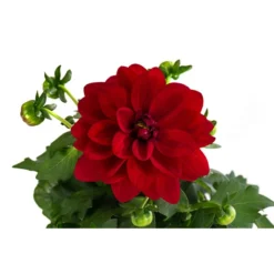 Zwergdahlie, Verschiedene Farben 24 Zwergdahlie, Verschiedene Farben -Angebote Biohort Store 8822397 WE DE 002 ZwergdahlienT13