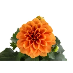 Zwergdahlie, Verschiedene Farben 23 Zwergdahlie, Verschiedene Farben -Angebote Biohort Store 8822397 WE DE 003 ZwergdahlienT13