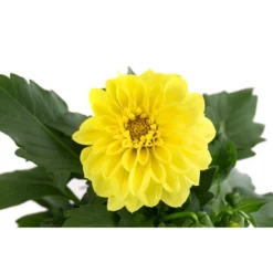 Zwergdahlie, Verschiedene Farben 22 Zwergdahlie, Verschiedene Farben -Angebote Biohort Store 8822397 WE DE 004 ZwergdahlienT13