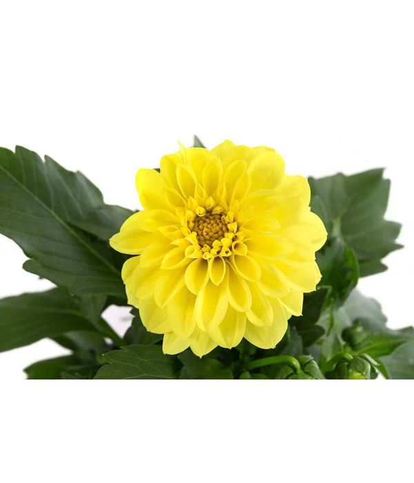 Zwergdahlie, Verschiedene Farben 11 Zwergdahlie, Verschiedene Farben – Bild 9