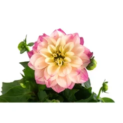 Zwergdahlie, Verschiedene Farben 21 Zwergdahlie, Verschiedene Farben -Angebote Biohort Store 8822397 WE DE 005 ZwergdahlienT13