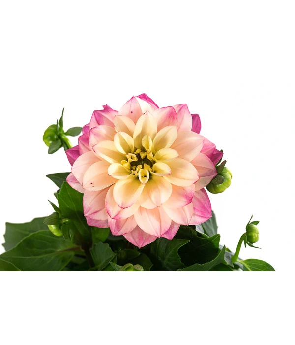 Zwergdahlie, Verschiedene Farben 10 Zwergdahlie, Verschiedene Farben – Bild 8