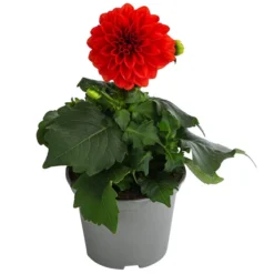 Zwergdahlie, Verschiedene Farben 16 Zwergdahlie, Verschiedene Farben -Angebote Biohort Store 8822397 WE FS 001 ZwergdahlienT13