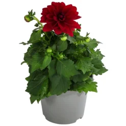 Zwergdahlie, Verschiedene Farben 18 Zwergdahlie, Verschiedene Farben -Angebote Biohort Store 8822397 WE FS 002 ZwergdahlienT13