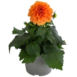 Zwergdahlie, Verschiedene Farben 17 Zwergdahlie, Verschiedene Farben -Angebote Biohort Store 8822397 WE FS 003 ZwergdahlienT13