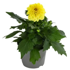 Zwergdahlie, Verschiedene Farben 15 Zwergdahlie, Verschiedene Farben -Angebote Biohort Store 8822397 WE FS 004 ZwergdahlienT13