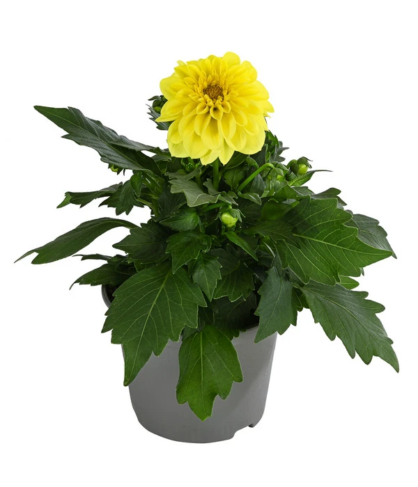 Zwergdahlie, Verschiedene Farben 4 Zwergdahlie, Verschiedene Farben – Bild 2