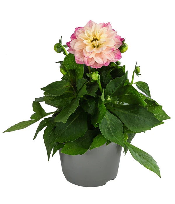 Zwergdahlie, Verschiedene Farben 3 Zwergdahlie, Verschiedene Farben