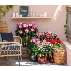 Zwergdahlie, Verschiedene Farben 20 Zwergdahlie, Verschiedene Farben -Angebote Biohort Store 8822397 WE MO 001 ZwergDahlie