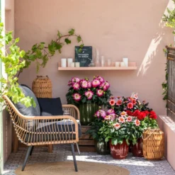 Dahlie, Verschiedene Farben -Angebote Biohort Store 8822397 WE MO 001 ZwergDahlie GC08 2023