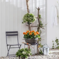 Zwergdahlie, Verschiedene Farben 19 Zwergdahlie, Verschiedene Farben -Angebote Biohort Store 8822397 WE MO 001 ZwergdahlieT13