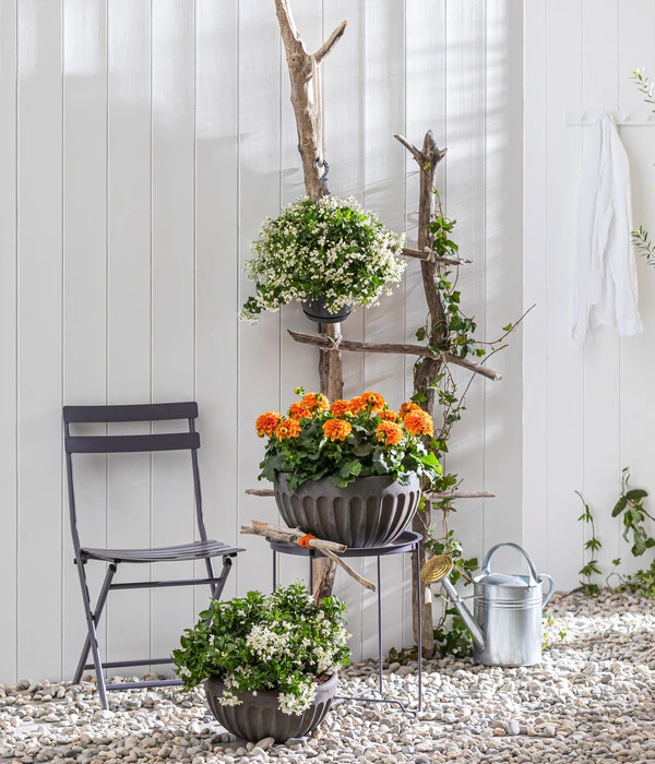 Zwergdahlie, Verschiedene Farben 8 Zwergdahlie, Verschiedene Farben – Bild 6