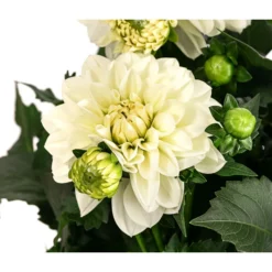 Dahlie, Verschiedene Farben -Angebote Biohort Store 8822488 WE DE 002 DahlieT19