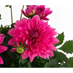 Dahlie, Verschiedene Farben -Angebote Biohort Store 8822488 WE DE 003 DahlieT19