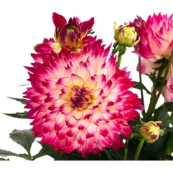 Dahlie, Verschiedene Farben -Angebote Biohort Store 8822488 WE DE 004 DahlieT19