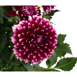 Dahlie, Verschiedene Farben -Angebote Biohort Store 8822488 WE DE 005 DahlieT19