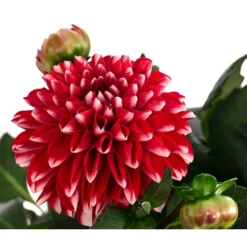 Dahlie, Verschiedene Farben -Angebote Biohort Store 8822488 WE DE 006 DahlieT19