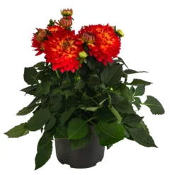 Dahlie, Verschiedene Farben -Angebote Biohort Store 8822488 WE FS 001 DahlieT19