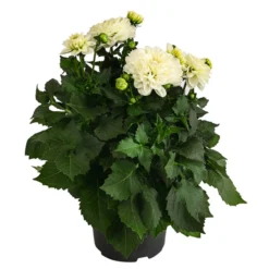 Dahlie, Verschiedene Farben -Angebote Biohort Store 8822488 WE FS 002 DahlieT19