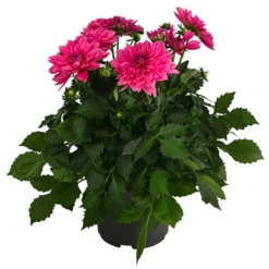 Dahlie, Verschiedene Farben -Angebote Biohort Store 8822488 WE FS 003 DahlieT19