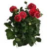Dahlie, Verschiedene Farben -Angebote Biohort Store 8822488 WE FS 006 DahlieT19