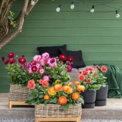 Dahlie, Verschiedene Farben -Angebote Biohort Store 8822488 WE MO 001 Dahlien