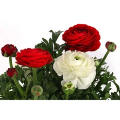 Ranunkel-Duo -Angebote Biohort Store 8823098 WE DE 001 RanukelnTwinT14