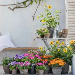 Mehlsalbei -Angebote Biohort Store 8823122 WE MO 001 HelianthusT14