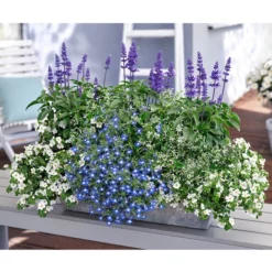 Mehlsalbei -Angebote Biohort Store 8823155 8809592 8826190 8815649 PR MO 001 SalviaBacopaSuteraLobeliaEuphorbiaBalkonkastenRenner 1