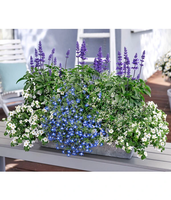 Männertreu 'Blue Eye' 4 Männertreu 'Blue Eye' – Bild 2