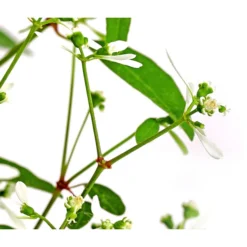 Zauberschnee 'Diamond Frost' 15 Zauberschnee 'Diamond Frost' -Angebote Biohort Store 8823155 WE DE 003 EuphorbiaDiamondFrost