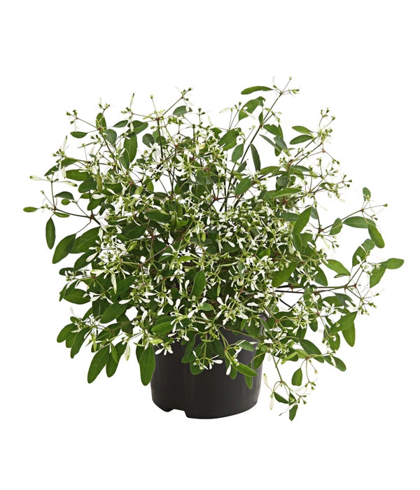 Zauberschnee 'Diamond Frost' 3 Zauberschnee 'Diamond Frost'