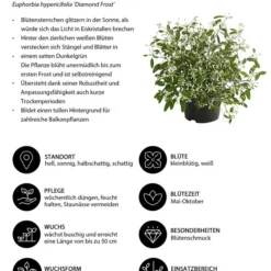 Zauberschnee 'Diamond Frost' 14 Zauberschnee 'Diamond Frost' -Angebote Biohort Store 8823155 WE IG 001 EuphorbiaDiamondFrostT14