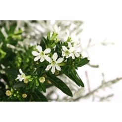 Pflanzen-Duo Herbstbrise, Verschiedene Sorten -Angebote Biohort Store 8823833 WE DE 001 GitterkrautKoecherbluemchenMixWeiss