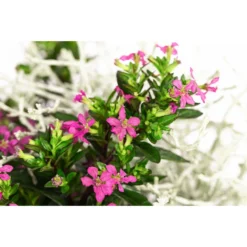 Pflanzen-Duo Herbstbrise, Verschiedene Sorten -Angebote Biohort Store 8823833 WE DE 002 GitterkrautKoecherbluemchenMixRosa