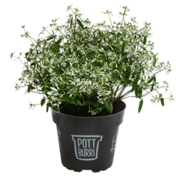 Zauberschnee 'Diamond Frost' Im Pottburri®-Topf
