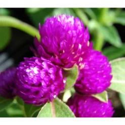 Kugelamaranth 12 Kugelamaranth -Angebote Biohort Store 8824013 BildD 001 KugelAmarantGomphrenaT13