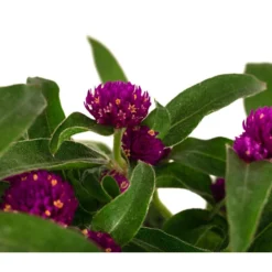 Kugelamaranth 13 Kugelamaranth -Angebote Biohort Store 8824013 WE DE 002 GomphrenaT13