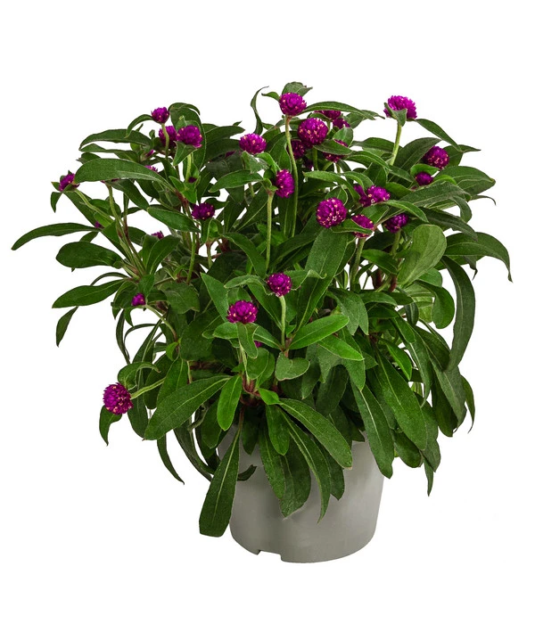 Kugelamaranth 3 Kugelamaranth