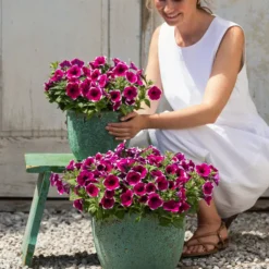 Hängepetunie 'Picotee' -Angebote Biohort Store 8824021 4273900 4273918 4273934 WE MO 001 HaengepetuniePicoteeT12 CrossSellTeaser