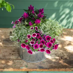 Hängepetunie 'Picotee' -Angebote Biohort Store 8824021 8810657 WE MO 002 PetuniePicoteeMinihaengepetuniet12 Onlineshop 2022 KW29 02 1