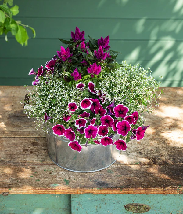 Federbusch 'Venezuela' 7 Federbusch 'Venezuela' – Bild 5