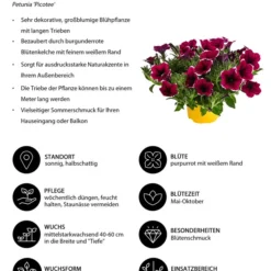 Hängepetunie 'Picotee' -Angebote Biohort Store 8824021 WE IG 001 Haengepetunie