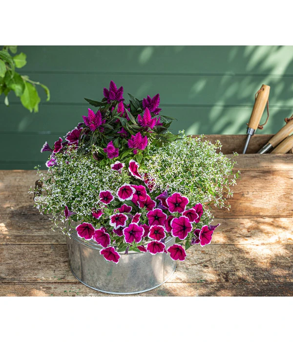 Hängepetunie 'Picotee' – Bild 2