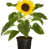 Sonnenblume -Angebote Biohort Store 8824096 PR FS 001 HelianthusAnnusSonnenblumeT13DehnerExpressZS