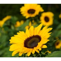 Sonnenblume -Angebote Biohort Store 8824096 PR FS 001 HelianthusSonnenblumePixabay