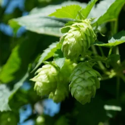 Echter Hopfen -Angebote Biohort Store 8824245 WE DE 002 HumulusLupulusHopfenPixabay