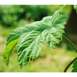 Echter Hopfen -Angebote Biohort Store 8824245 WE DE 003 HumulusLupulusHopfenPixabay